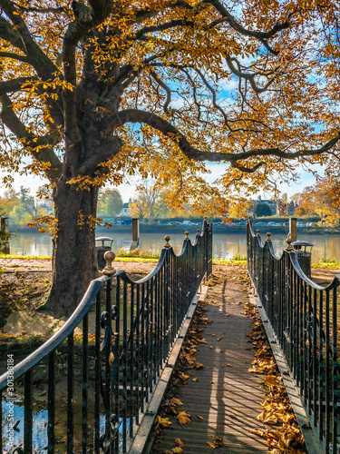 Beautiful autumn scene among Thames river with a small bridge and orange tree in a sunny day, London - Great Britain