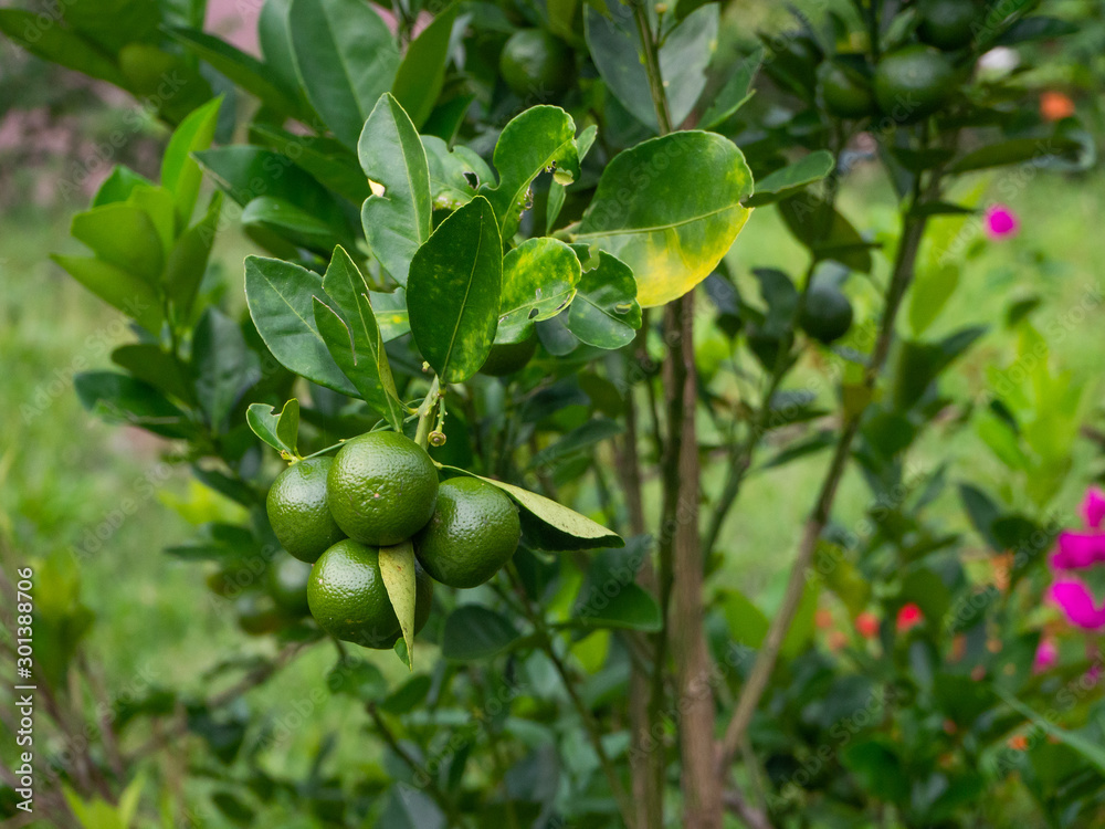 Green mandarin oranges on a branch Green mandarin oranges on a branch