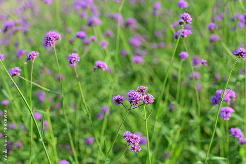Purple flowers and bees in the park