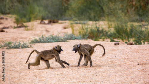 Chacma baboon in Kruger National park  South Africa