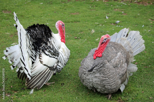 Royal palm and slate breed turkey males photo