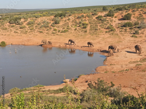 Schilderij op canvas Elephants at the waterhole