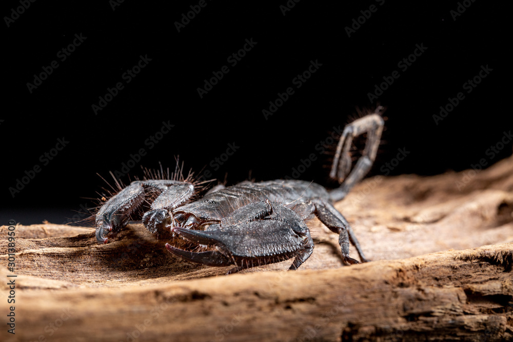 Flat Rock Scorpion, Hadogenes troglodytes, on a piece of tree bark