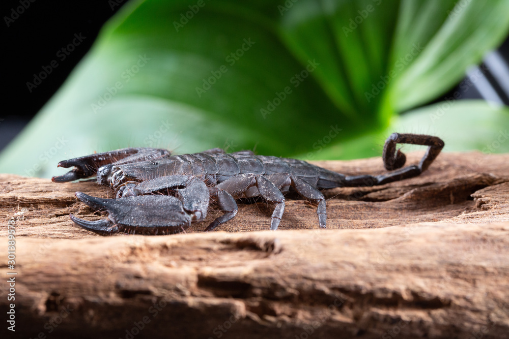 Flat Rock Scorpion, Hadogenes troglodytes, on a piece of tree bark Flat Rock Scorpion, Hadogenes troglodytes, on a piece of tree bark