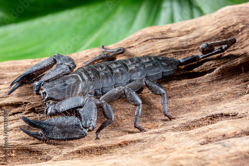 Flat Rock Scorpion  Hadogenes troglodytes  on a piece of tree bark