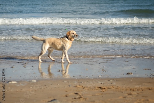 Labrador on the beach by the seaside
