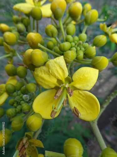 yellow (jowar) Siamese senna flower with natural background