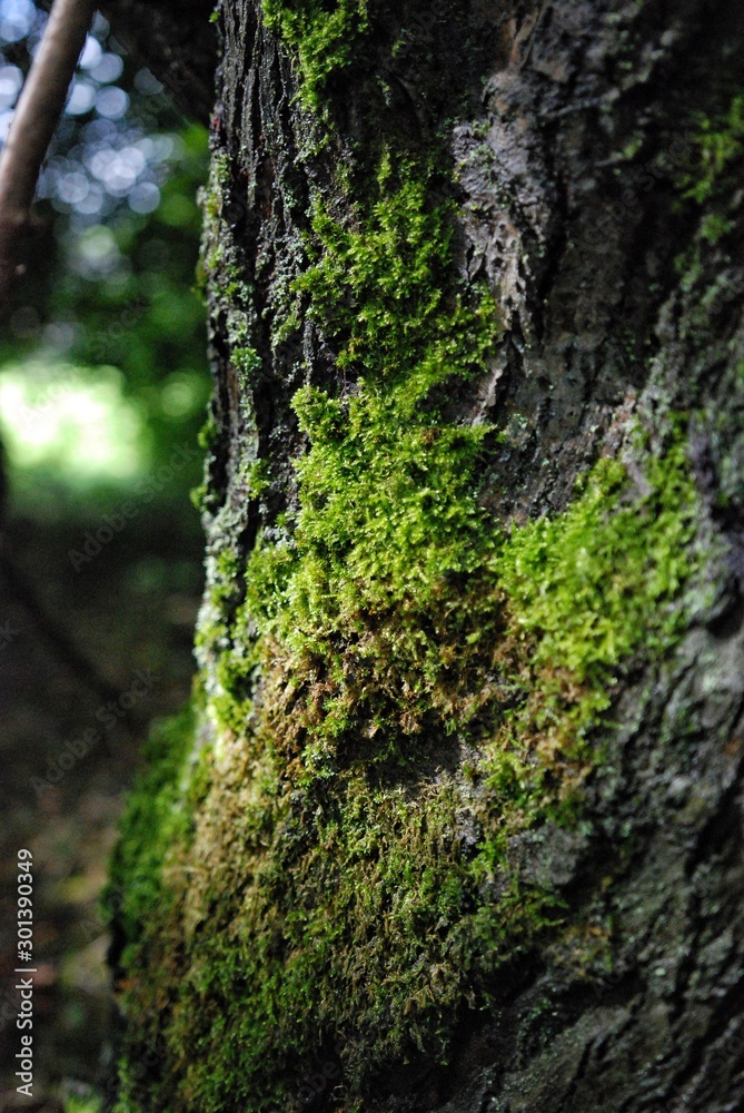 Green moss growing on a tree tunk