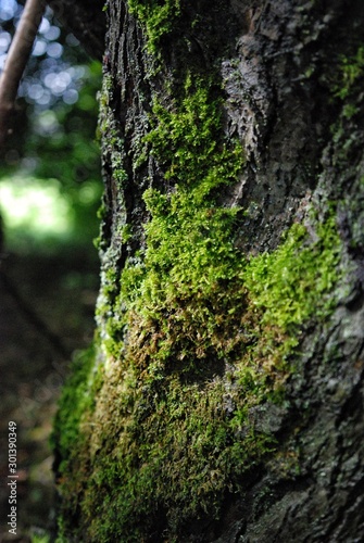 Green moss growing on a tree tunk