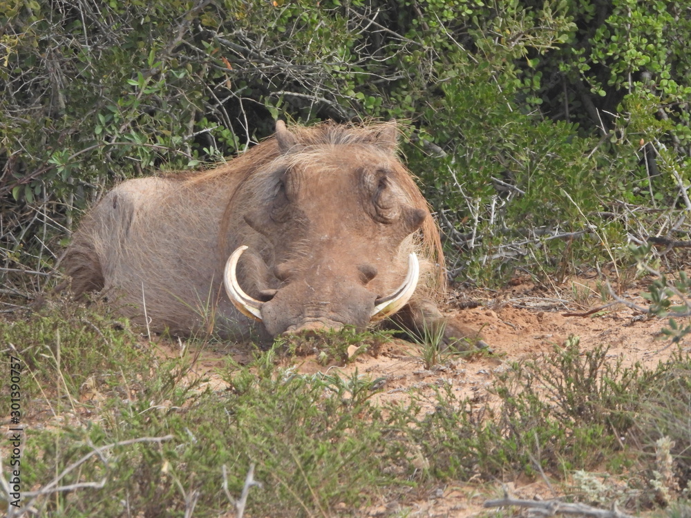 Warthog in Addo Elephant NP Warthog in Addo Elephant NP
