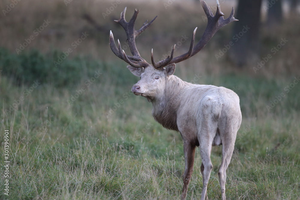 Red deer - Rutting season Red deer - Rutting season