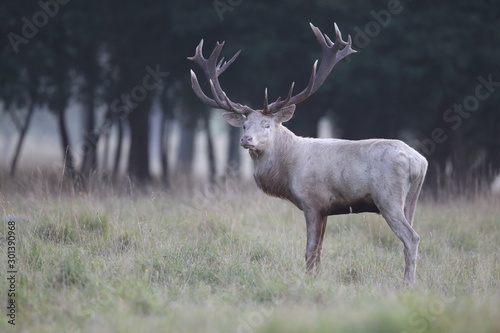 Red deer - Rutting season © Paolo