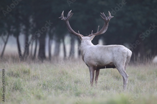 Red deer - Rutting season