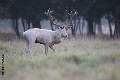 Red deer - Rutting season