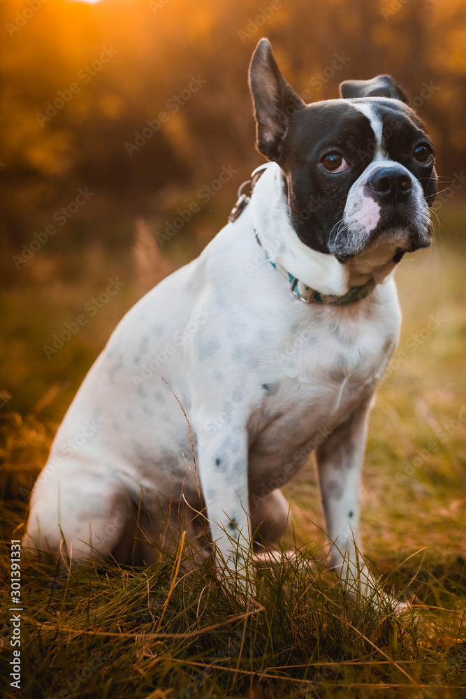 Cute Boston Terrier chills out on a beautiful autumn evening
