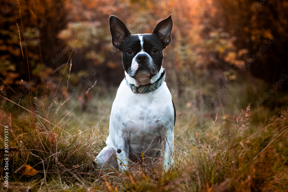 Cute Boston Terrier chills out on a beautiful autumn evening