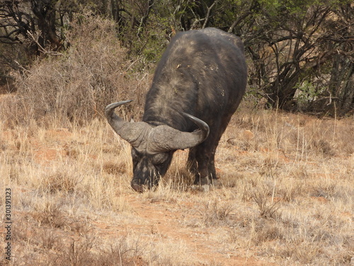 Cape Buffalo