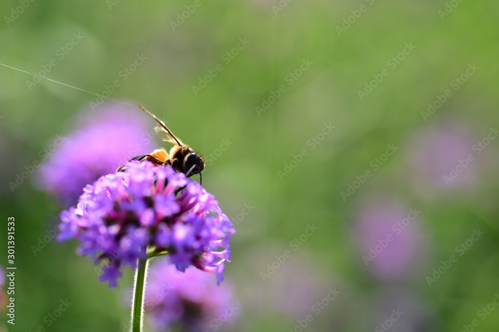 Colorful flowers in nature. flowers in the garden Blooming in the Formal Garden. Park. Beautiful Garden Colorful flowers in nature. flowers in the garden Blooming in the Formal Garden. Park. Beautiful Garden