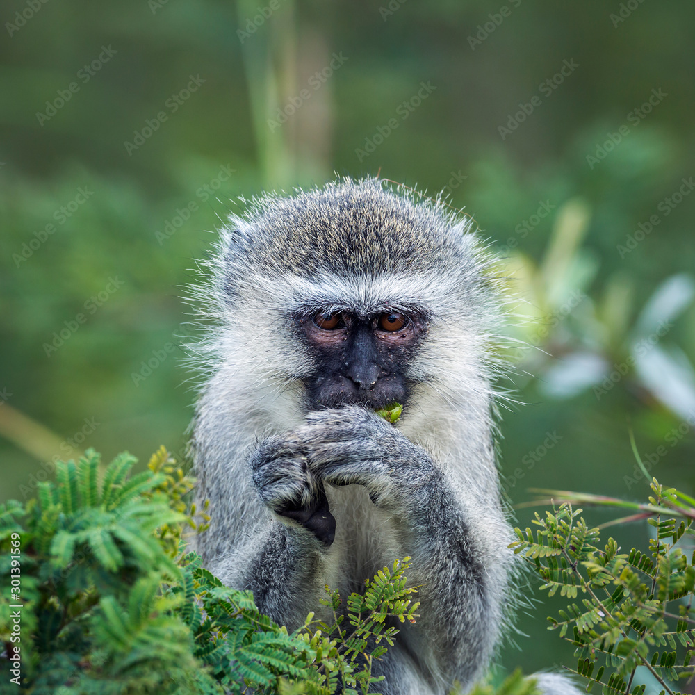 Obraz premium Vervet monkey eating some leaves in Kruger National park, South Africa ; Specie Chlorocebus pygerythrus family of Cercopithecidae