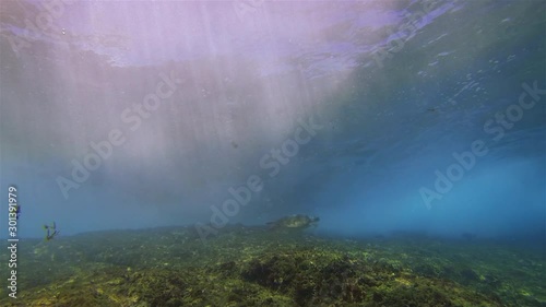 Sea Turtle. Green Turtle Swimming Under Waves & Beautiful Sun Rays & Dramatic Sunlit Sea Surface On Peaceful Rocky Coral Reef & Blue Sea Water. Graceful Aquatic Marine Turtle & Marine Life Underwater