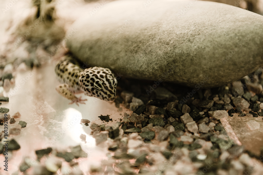 selective focus of lizard near rocks in terrarium selective focus of lizard near rocks in terrarium