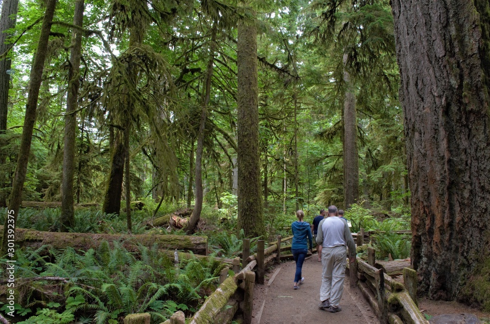Majestic trees in Cathedral Grove in Victoria Island, BC, Canada
