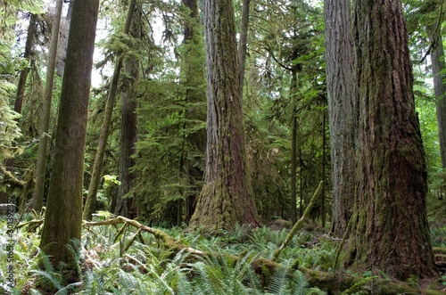 Majestic trees in Cathedral Grove in Victoria Island  BC  Canada