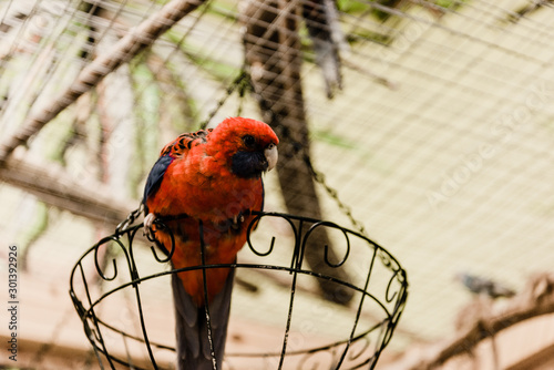 red parrot sitting on metallic cage in zoo photo