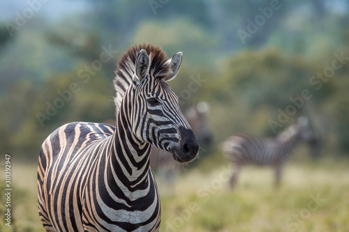 Plains zebra in Kruger National park  South Africa