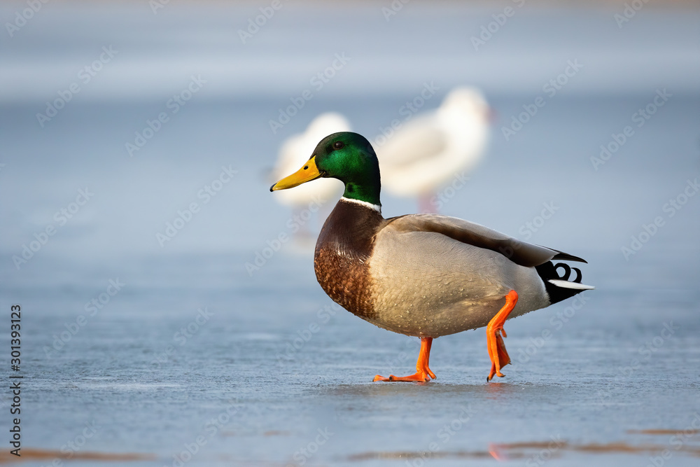 Male mallard, anas platyrhynchos, walking on ice of frozen river in winter at sunrise. Wild duck in wintertime in movement. Cute bird with green head on snow in wintertime Male mallard, anas platyrhynchos, walking on ice of frozen river in winter at sunrise. Wild duck in wintertime in movement. Cute bird with green head on snow in wintertime