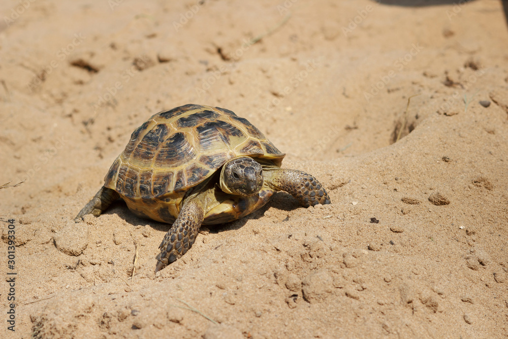 Central Asian tortoise crawling on the sand. Central Asian tortoise crawling on the sand.