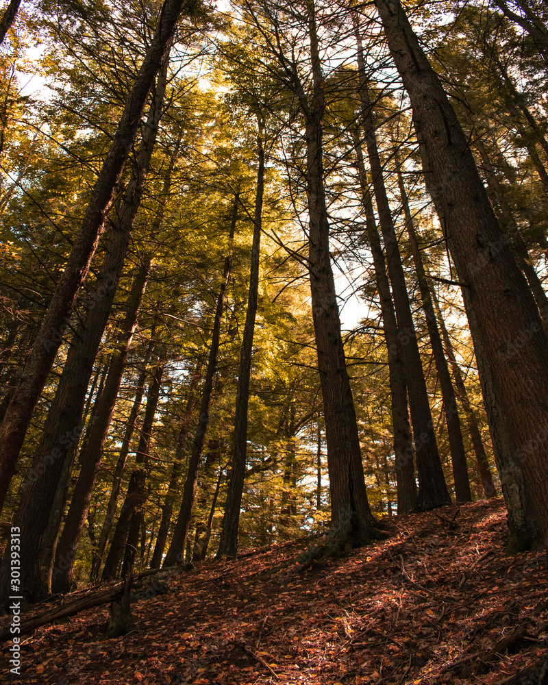 Forest autumn Forest autumn