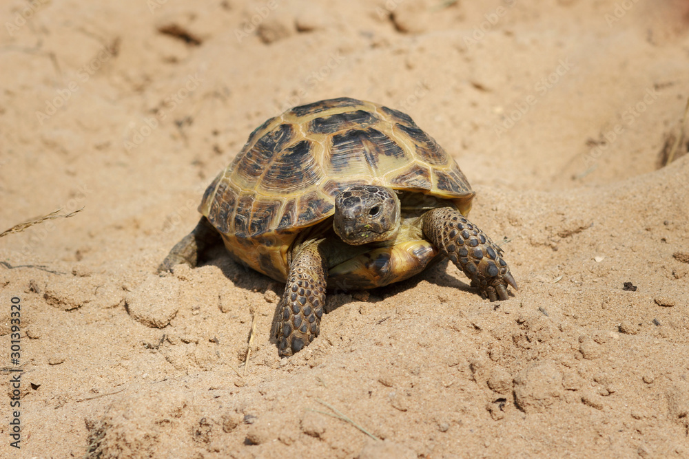 Central Asian tortoise crawling on the sand. Central Asian tortoise crawling on the sand.