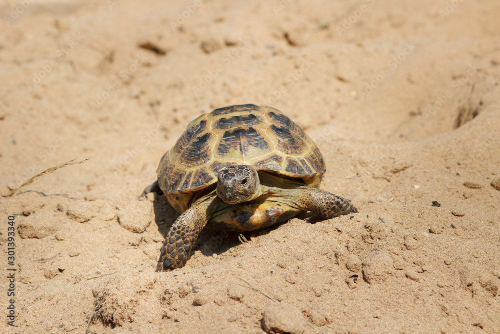 Central Asian tortoise crawling on the sand. Central Asian tortoise crawling on the sand.