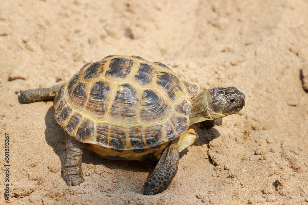 Central Asian tortoise crawling on the sand. Central Asian tortoise crawling on the sand.