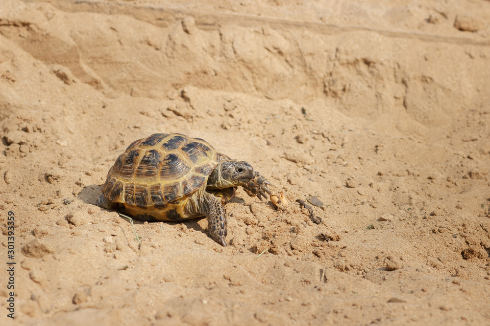 Central Asian tortoise crawling on the sand. Central Asian tortoise crawling on the sand.