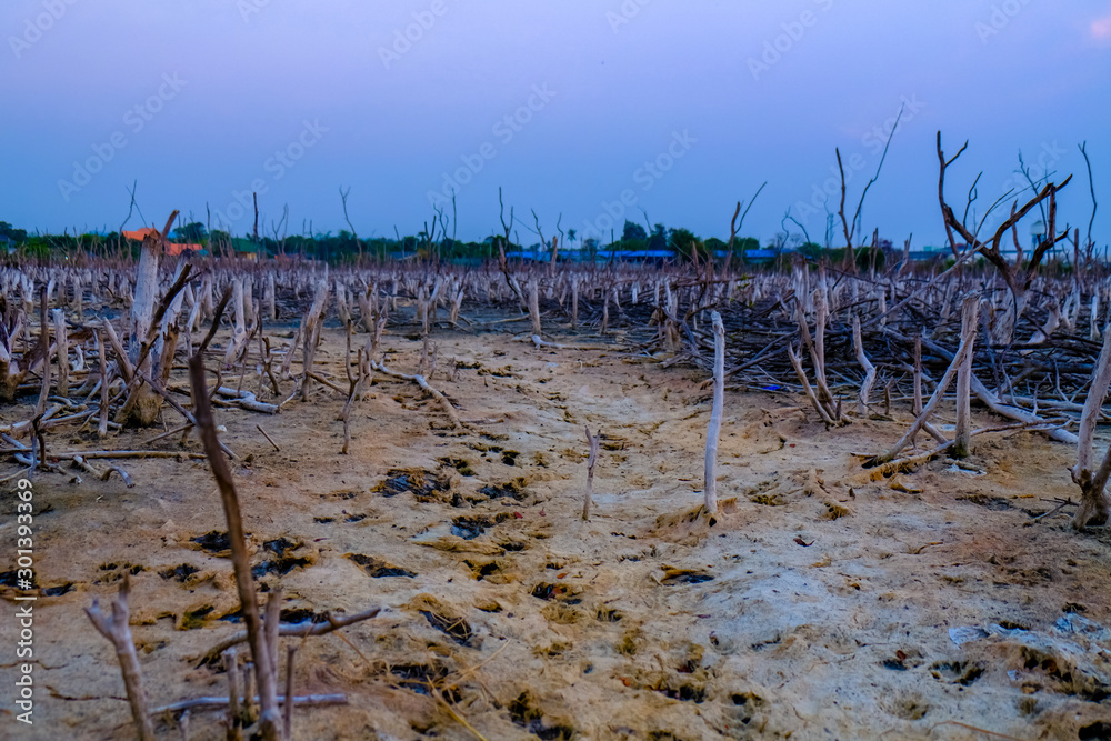 Scenery of land with dry and cracked ground with dead perennial tree and twilight sky. Desert,Global warming background. Select focus.