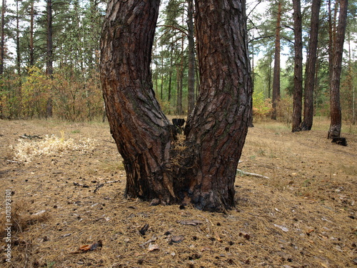 forest, two pine trees fused together