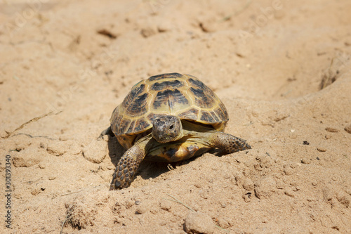 Central Asian tortoise crawling on the sand.