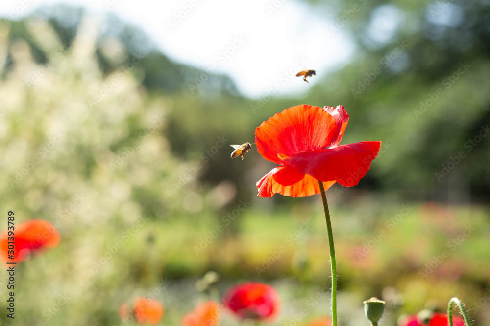 Obraz premium ポピーとミツバチ
