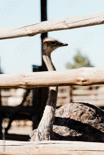 selective focus of ostrich with long neck standing near fence
