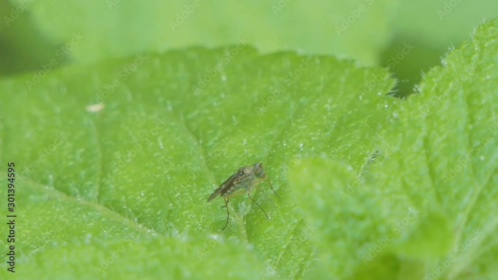 Fly on green leaf in tropical rain forest. Fly on green leaf in tropical rain forest.