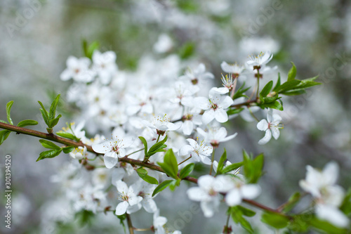 Cherry tree blossoming in the springtime. Selective focus.