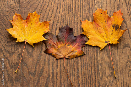 Autumn Maple Leaves on a wood textured background