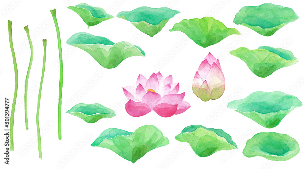 蓮の花と葉のパーツ別バリエーション 水彩イラスト Stock Illustration Adobe Stock