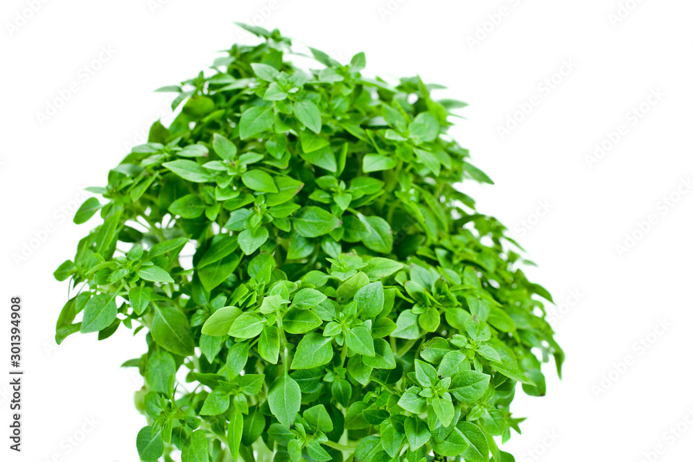 Obraz premium Basil branches isolated on a white background 