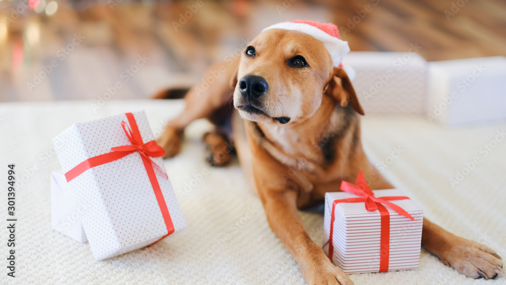 Adorable dog with gifts celebrating Christmas at home. - obrazy, fototapety, plakaty 