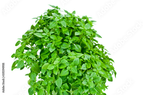 Basil branches isolated on a white background 