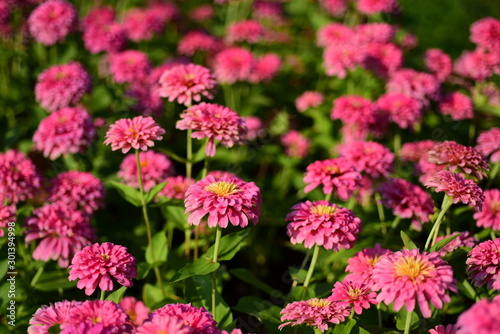 Close-up photos of pink flowers in the park © tharathip