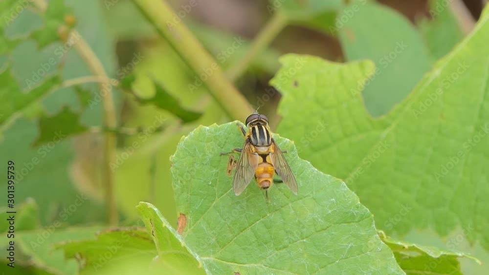Fly on green leaf in tropical rain forest. Fly on green leaf in tropical rain forest.